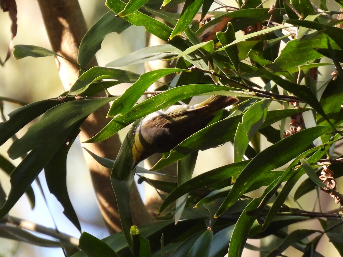 Silvereye - ML642844969