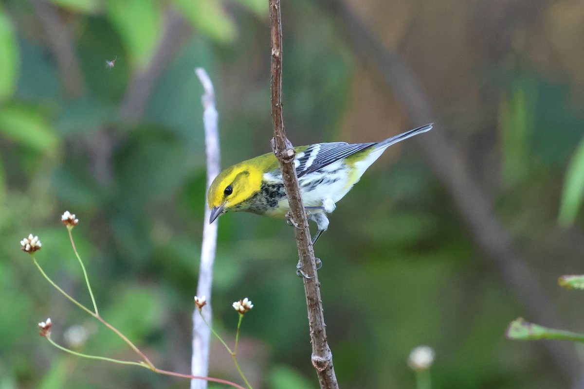 Black-throated Green Warbler - ML642844983