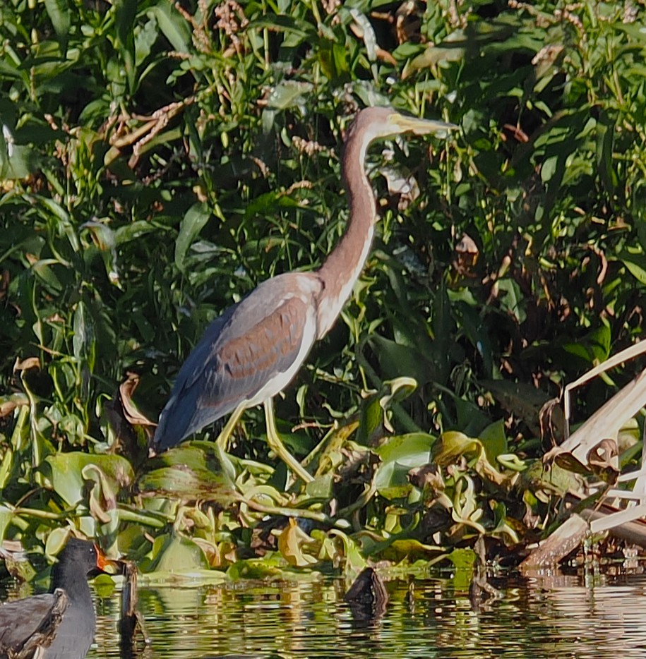 Tricolored Heron - ML642844984