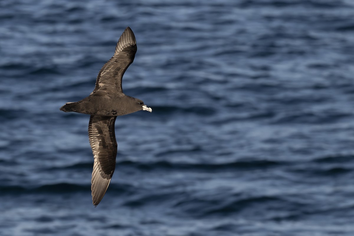 White-chinned Petrel - ML642844991