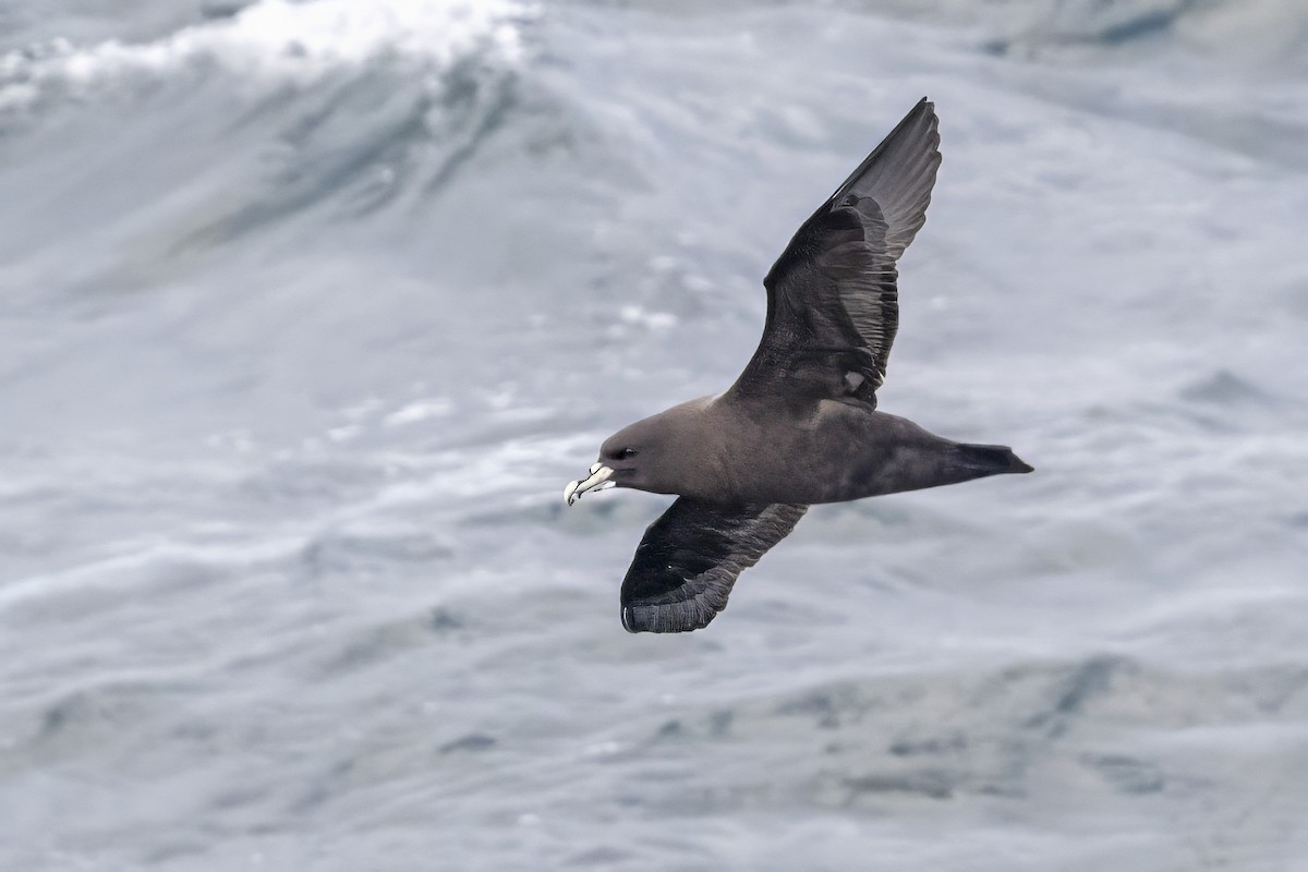 White-chinned Petrel - ML642844994