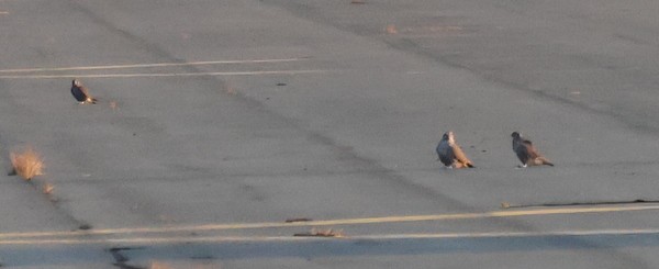 Gyrfalcon - ML642845000
