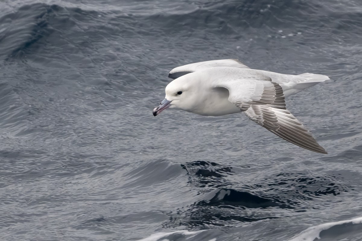 Southern Fulmar - ML642845006