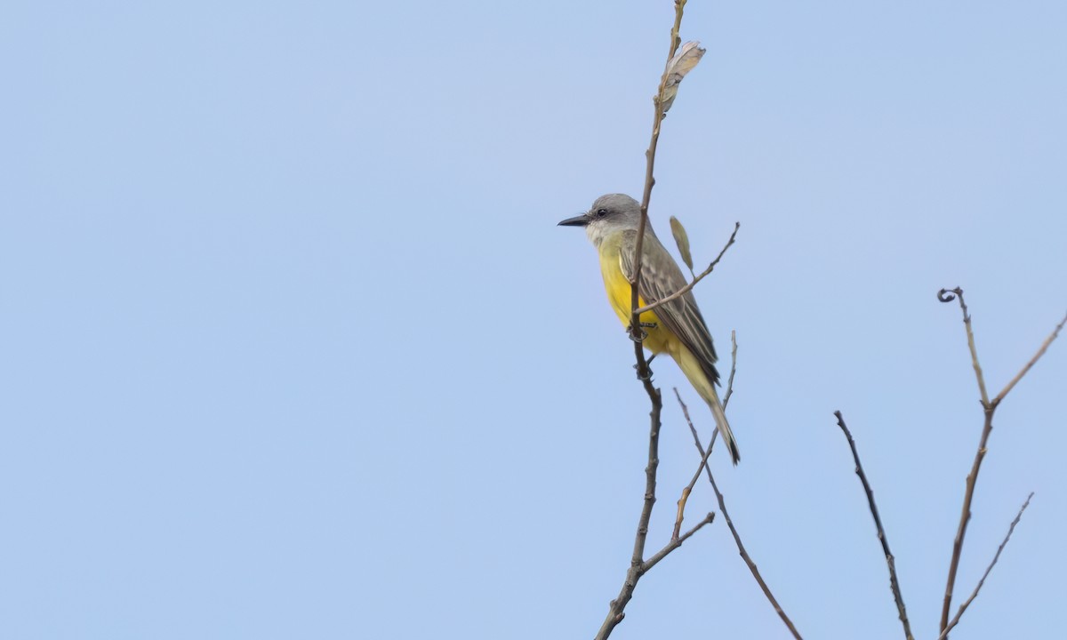 Tropical Kingbird - ML642845008