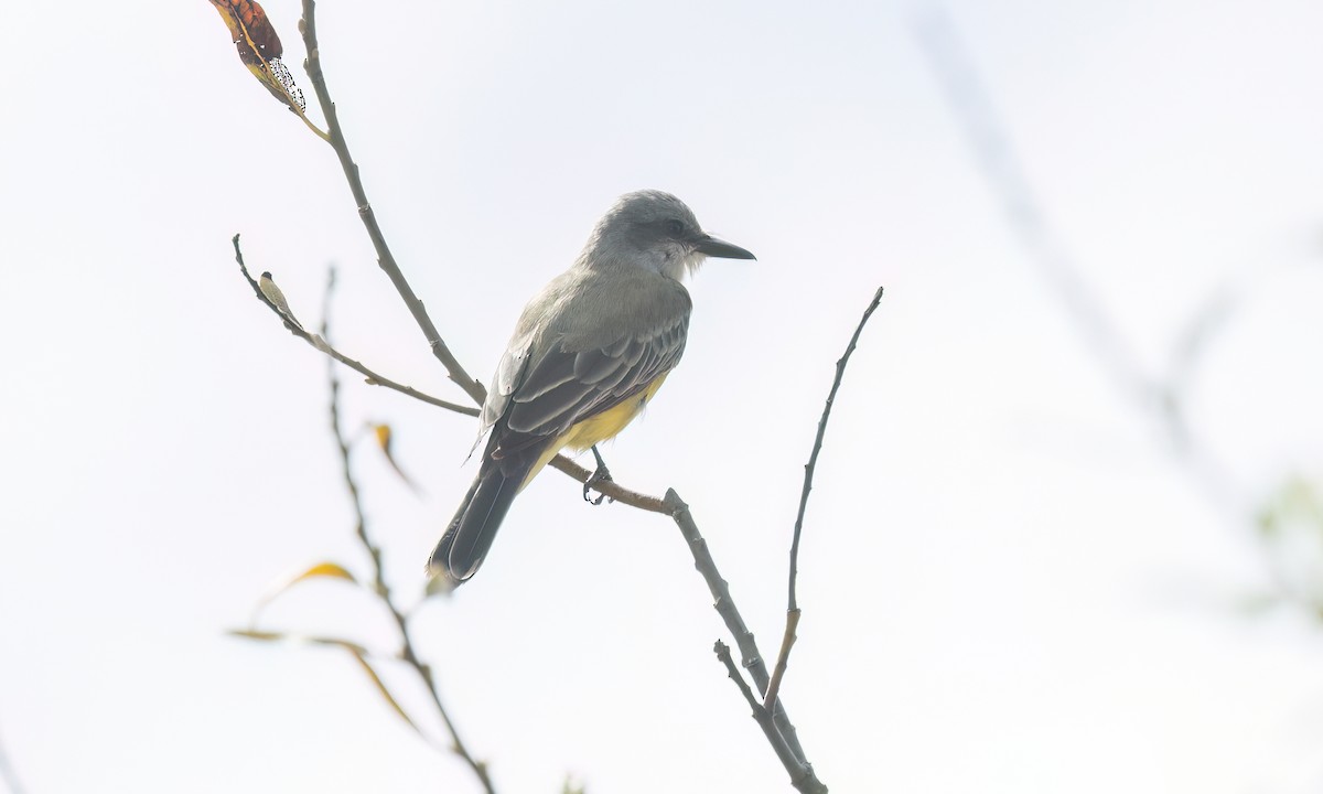 Tropical Kingbird - ML642845009