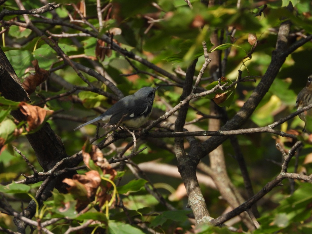 Black-throated Blue Warbler - ML642845012