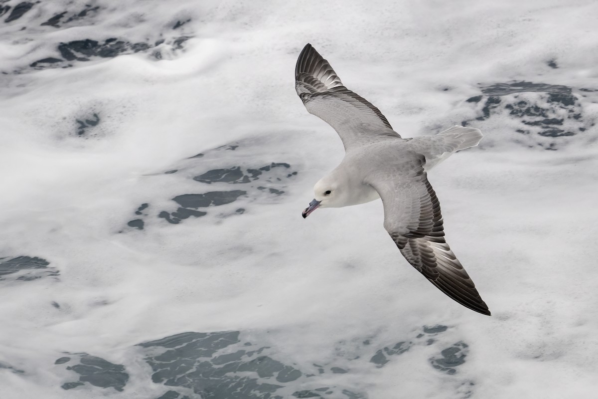 Southern Fulmar - ML642845014