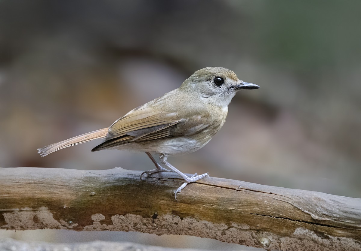 Papamoscas Dorsioliva - ML642845018