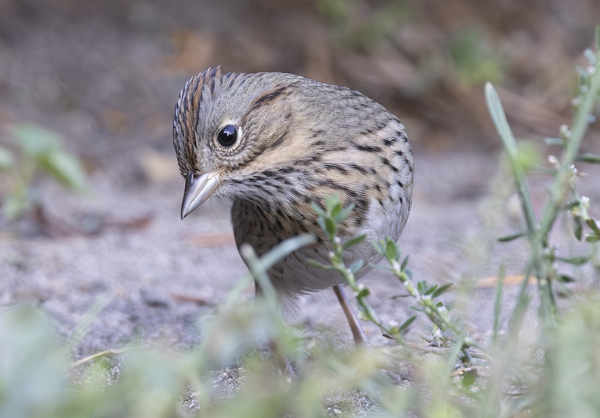 Lincoln's Sparrow - ML642845020