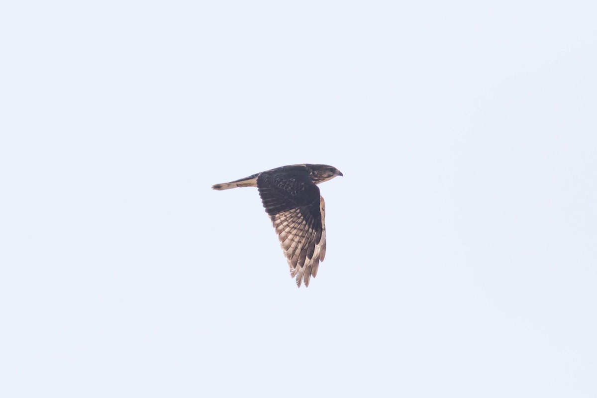 Breitflügelbussard - ML642845029