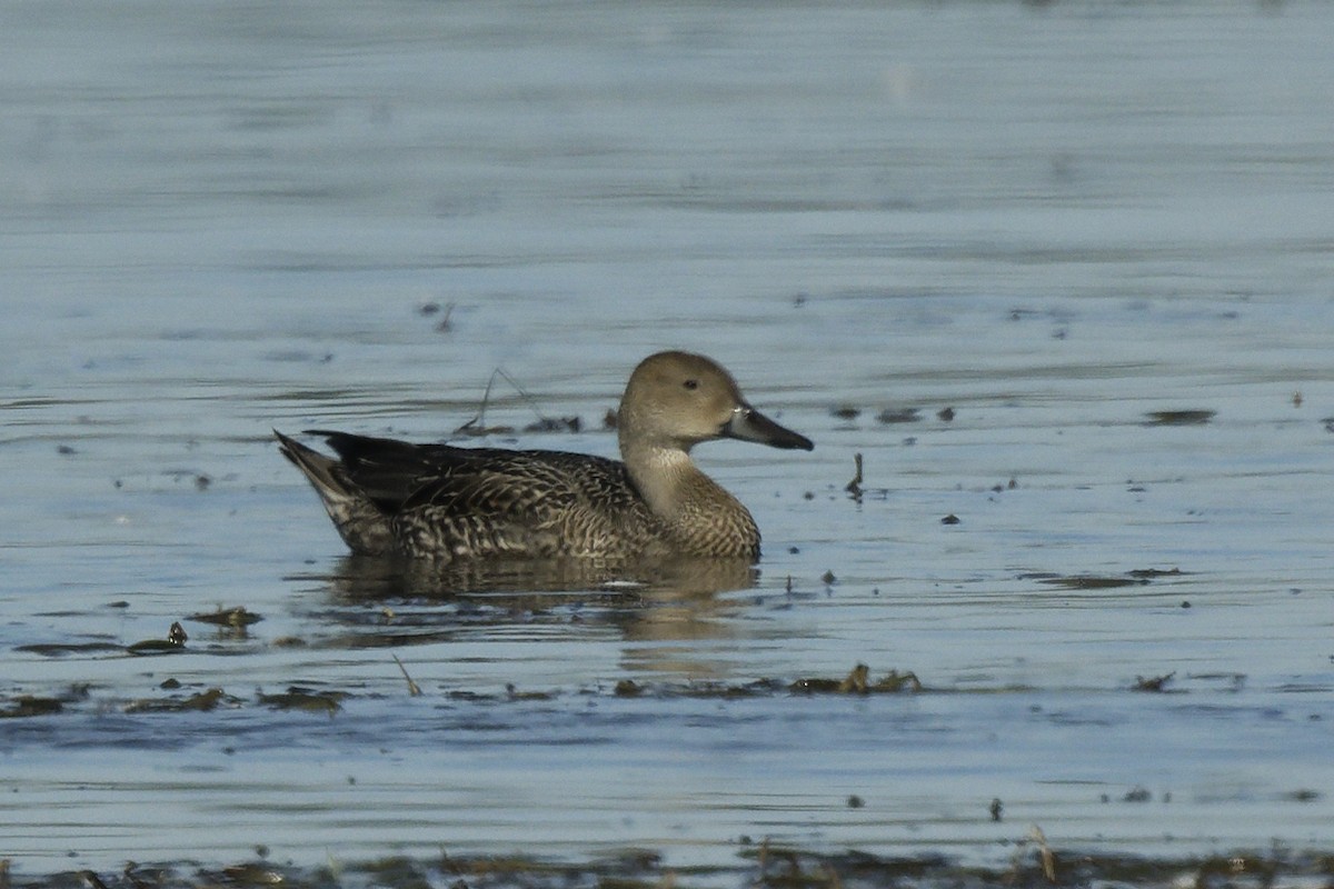 ostralka štíhlá - ML642845032