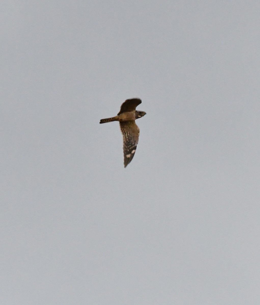 Lesser Nighthawk - ML642845034