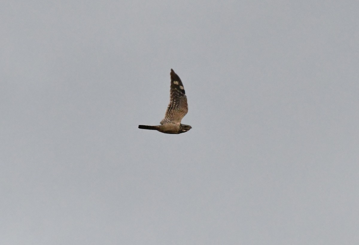 Lesser Nighthawk - ML642845035