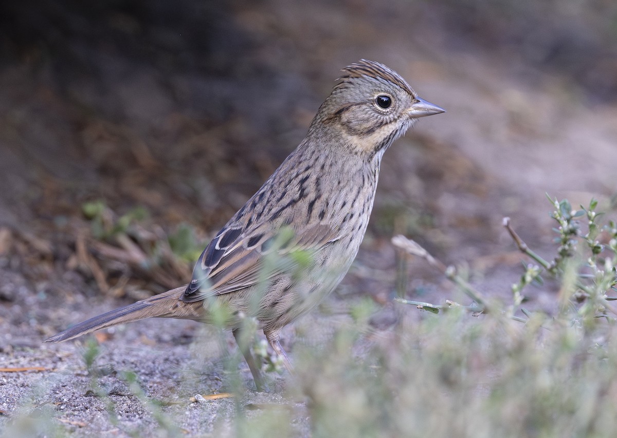 Lincoln's Sparrow - ML642845041