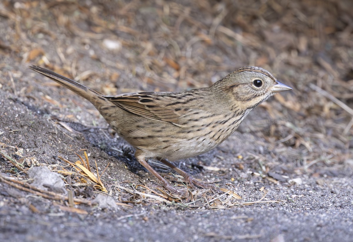 Lincoln's Sparrow - ML642845042