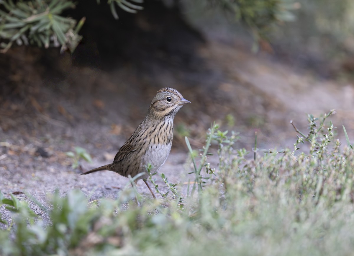 Lincoln's Sparrow - ML642845043