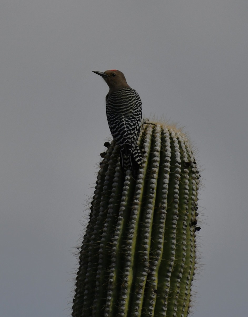 Gila Woodpecker - ML642845044