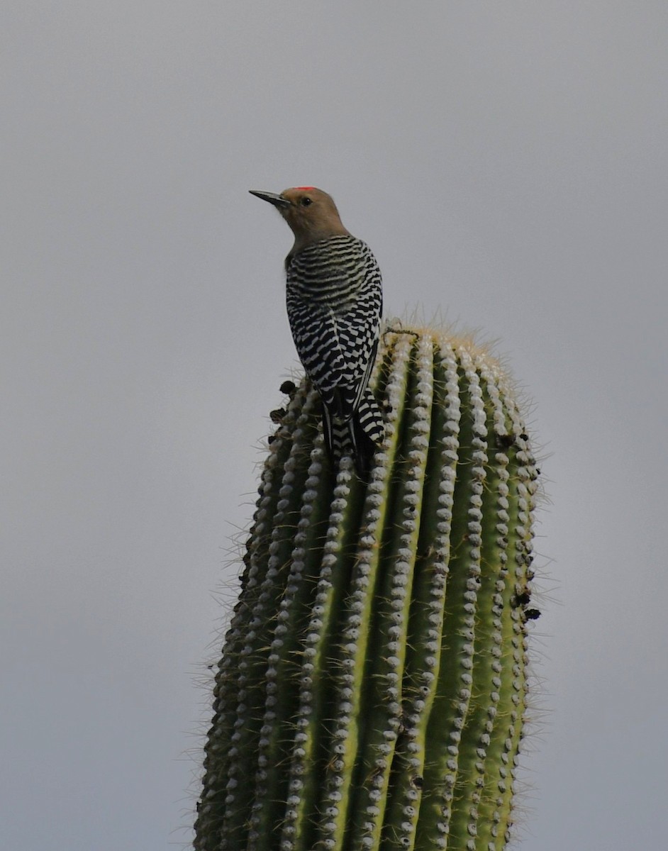 Gila Woodpecker - ML642845045