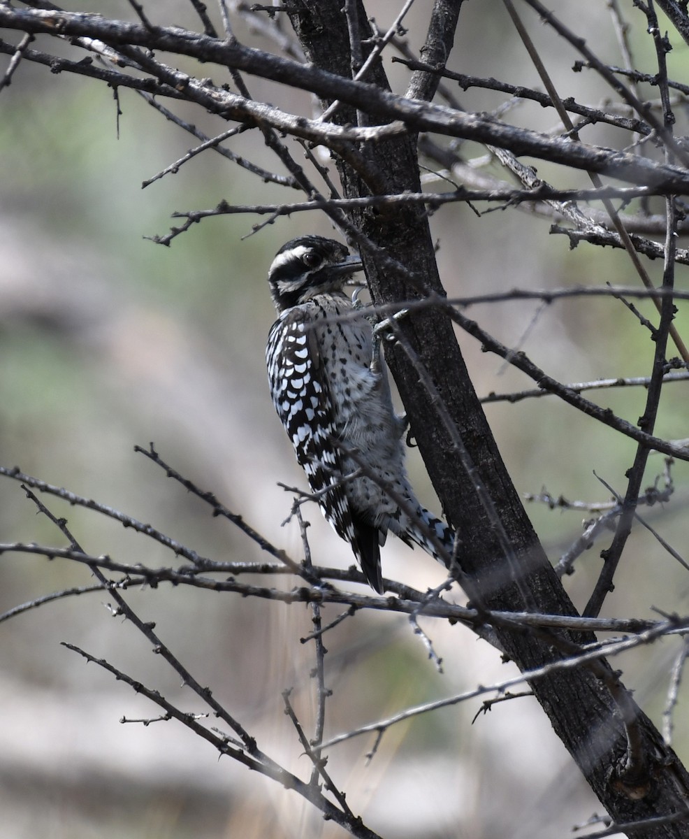 Ladder-backed Woodpecker - ML642845049