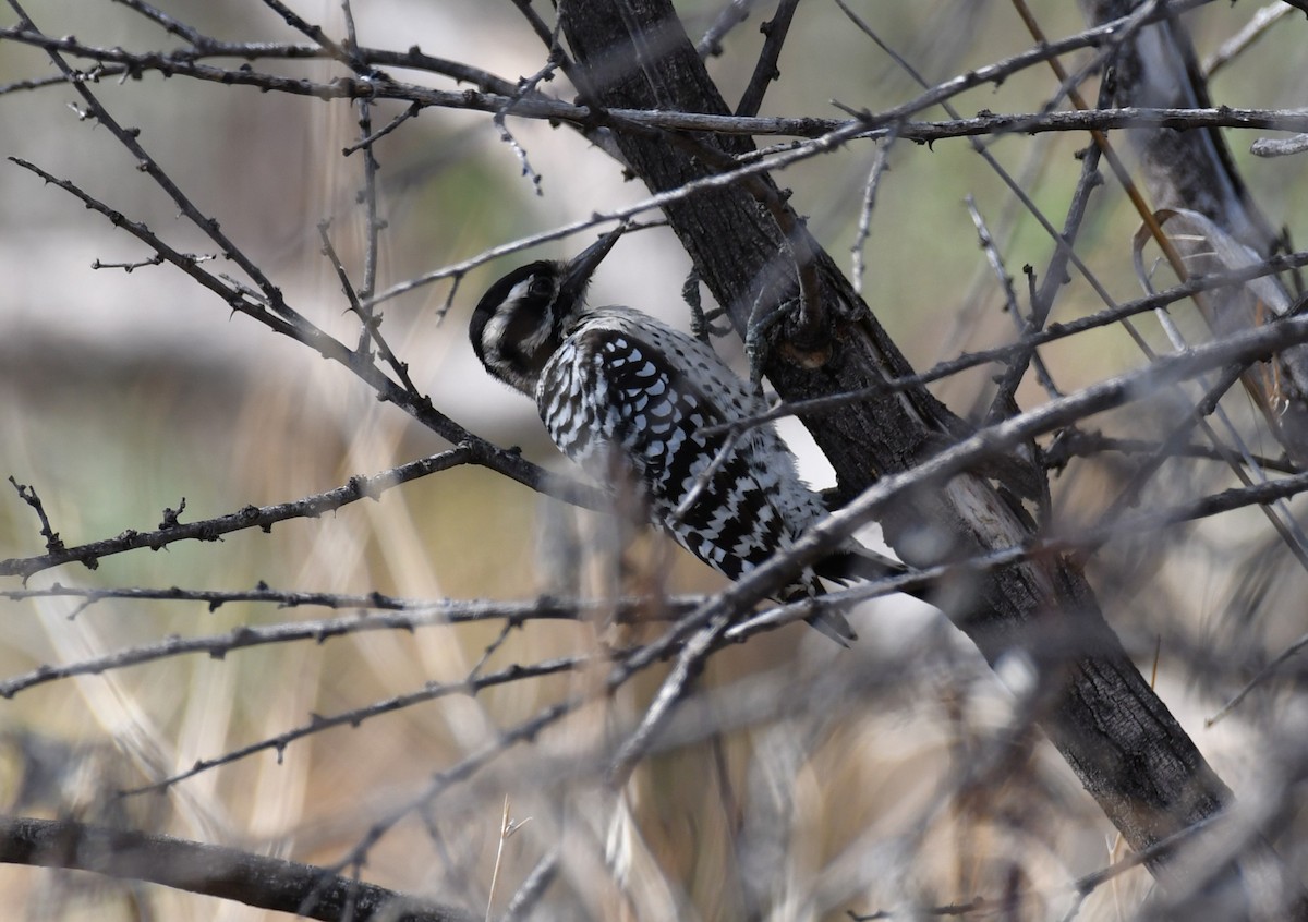 Ladder-backed Woodpecker - ML642845050