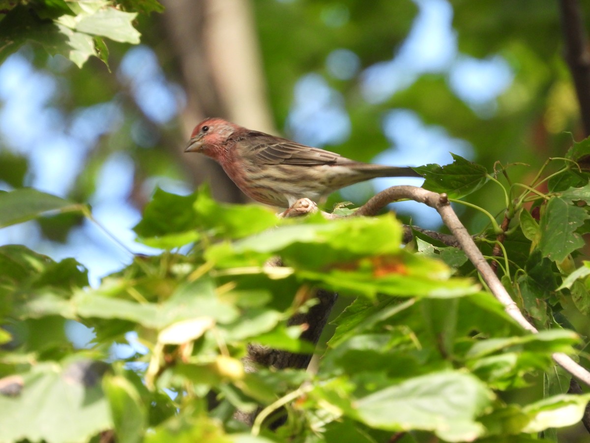 House Finch - ML642845058