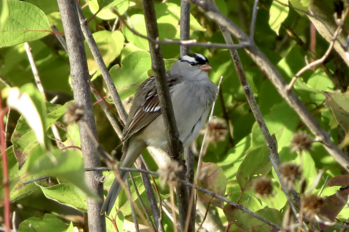 White-crowned Sparrow - ML642845060