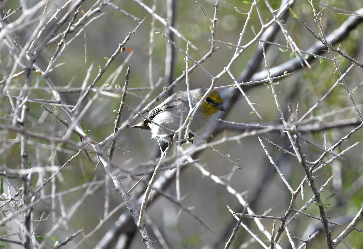 Auripare verdin - ML642845064