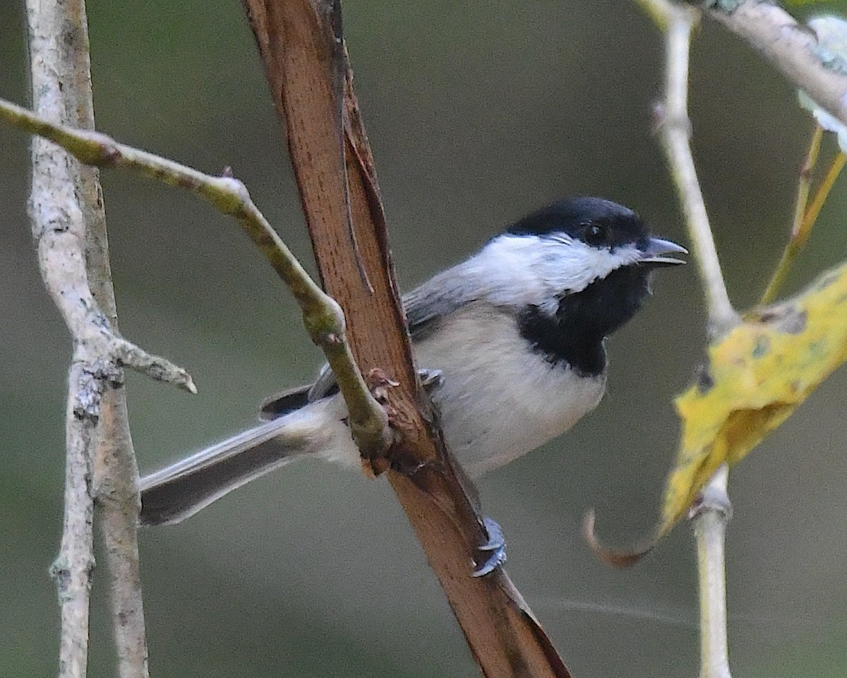 Carolina Chickadee - ML642845065
