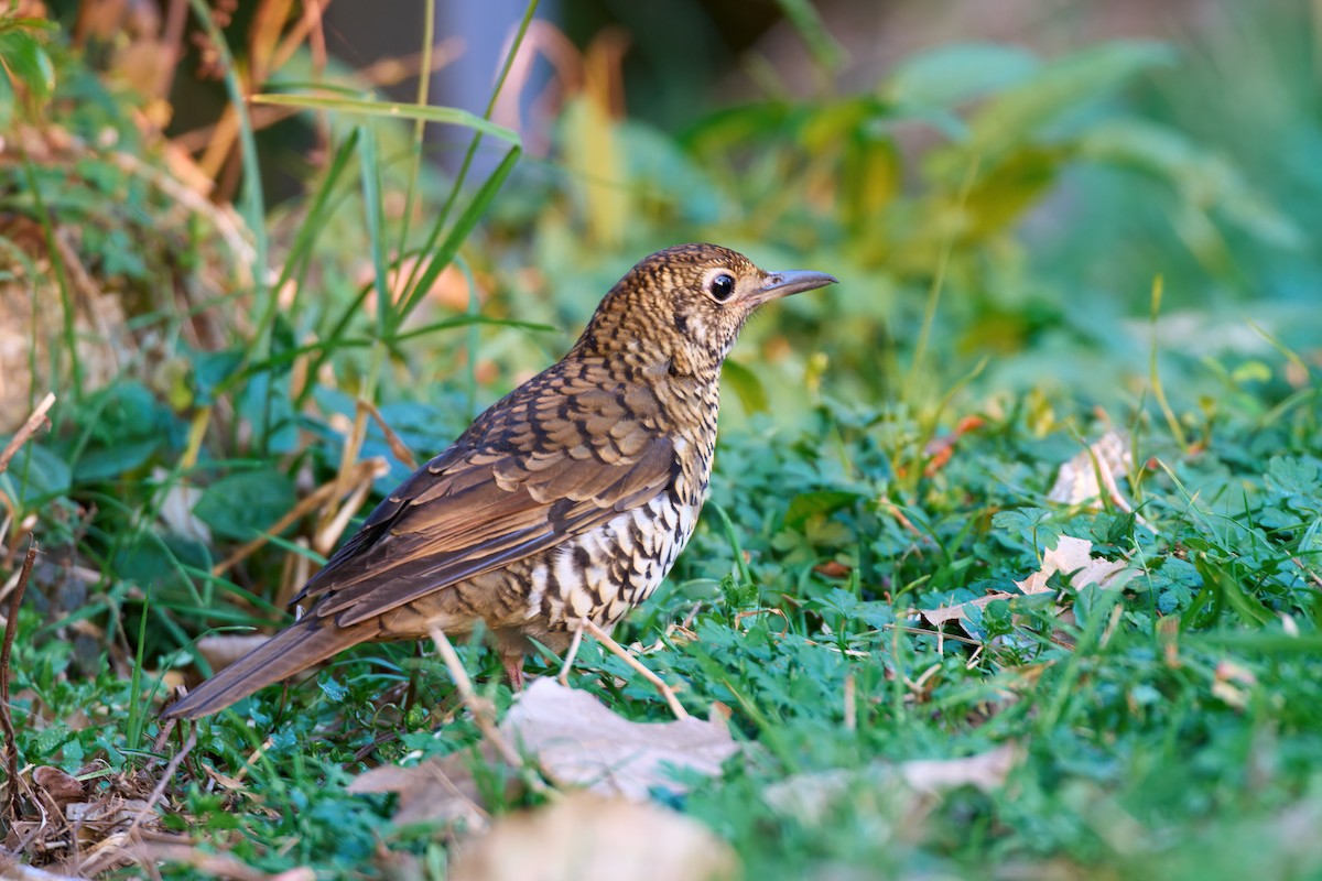 Bassian Thrush - ML642845074