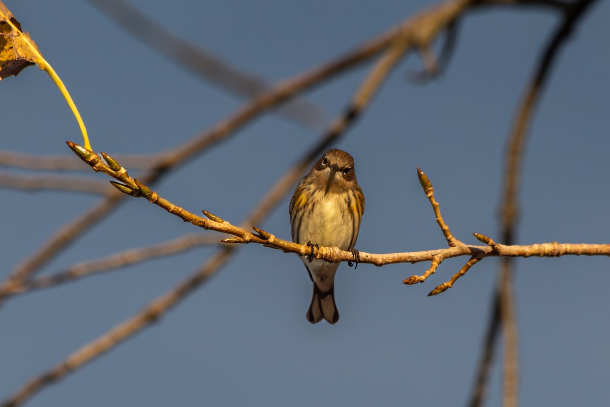 Yellow-rumped Warbler (Myrtle) - ML642845081
