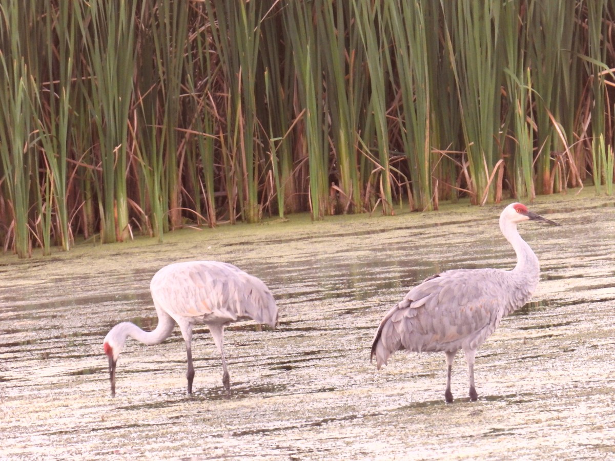Sandhill Crane - ML642845084