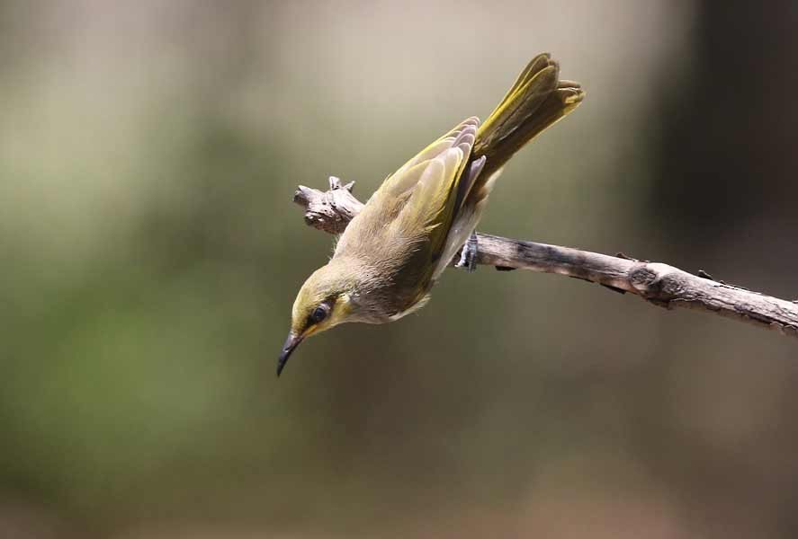 Brown Honeyeater - ML642845086