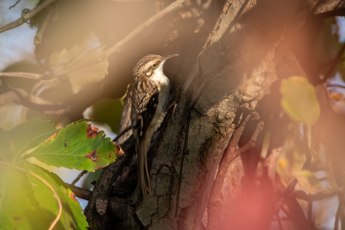Brown Creeper - ML642845091