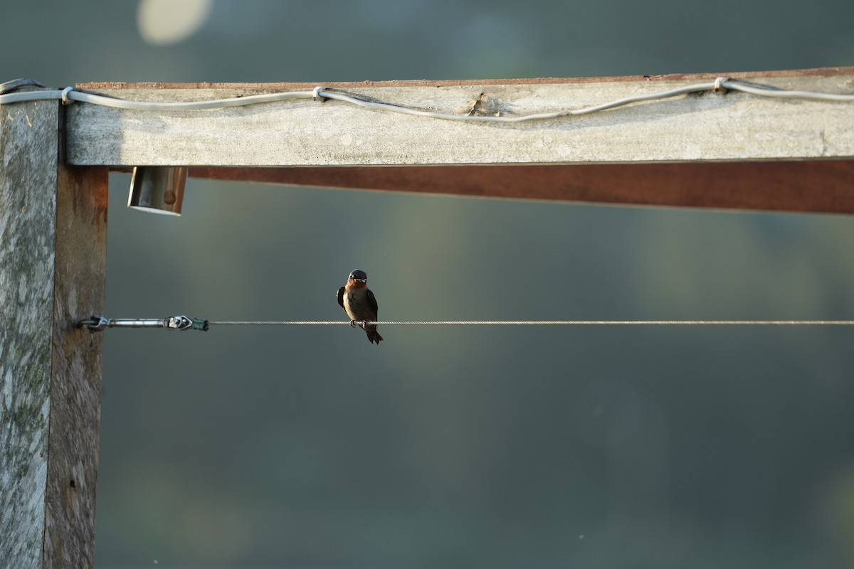 Pacific Swallow - ML642845092