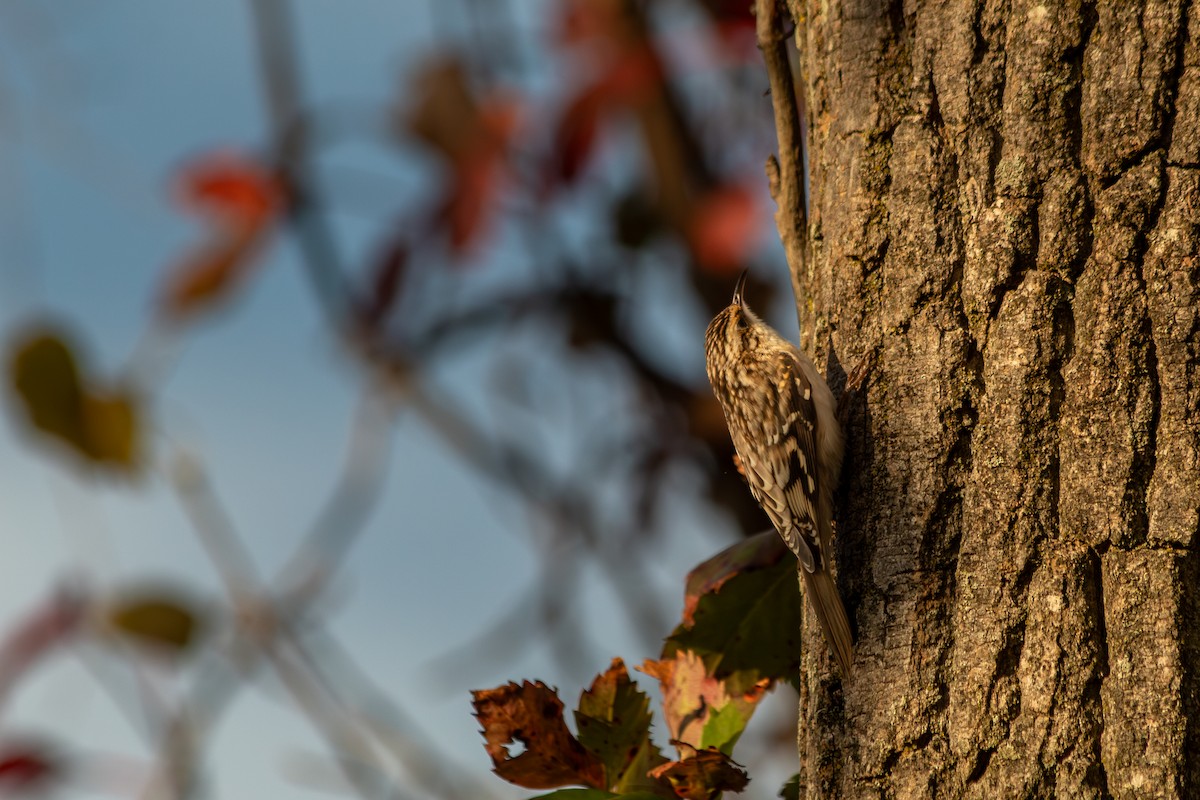 Brown Creeper - ML642845094