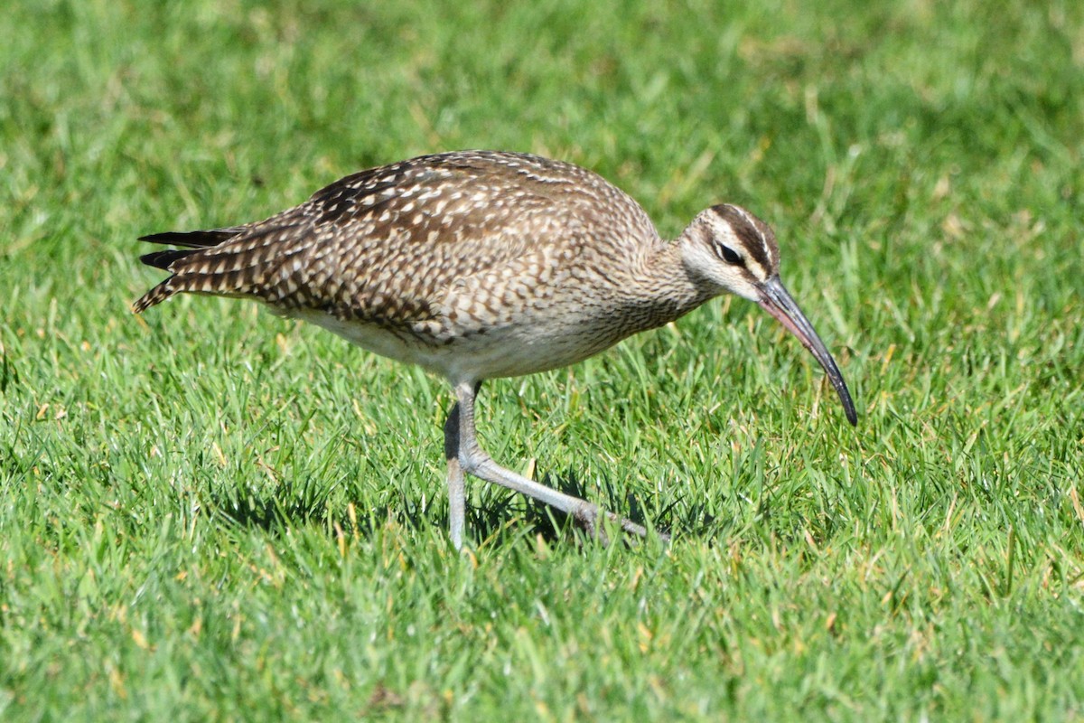 Hudsonian Whimbrel - ML642845102