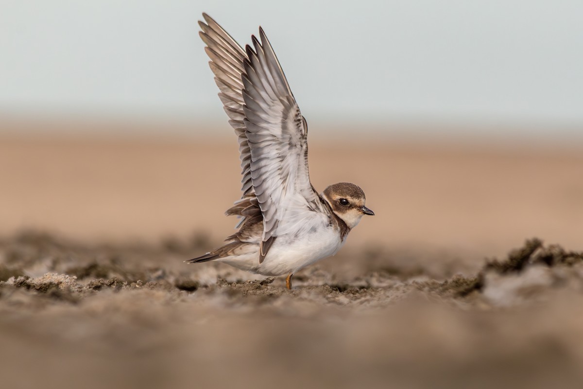 Semipalmated Plover - ML642845103