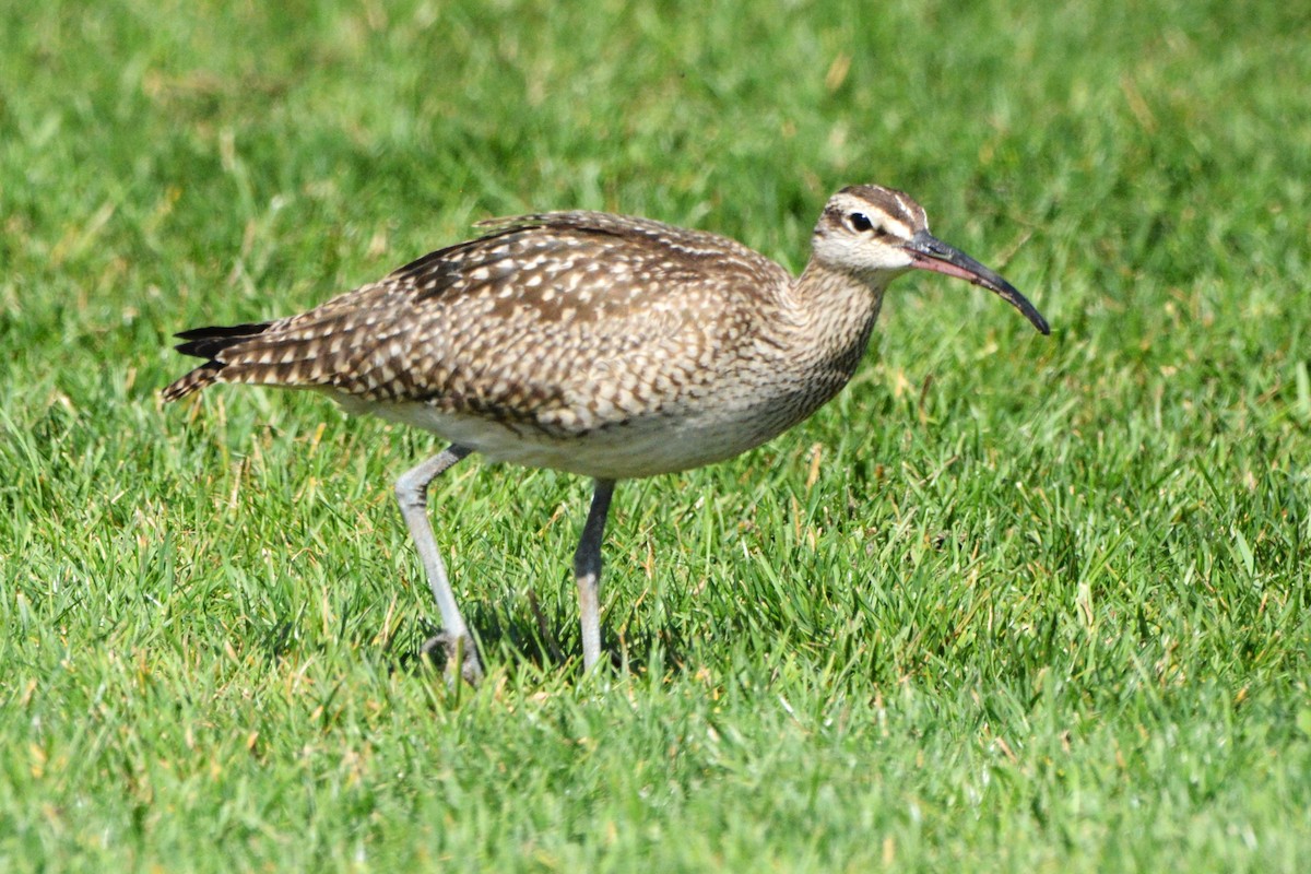 Hudsonian Whimbrel - ML642845105