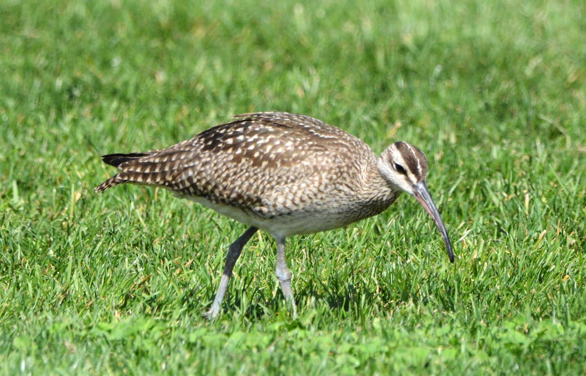 Hudsonian Whimbrel - ML642845106