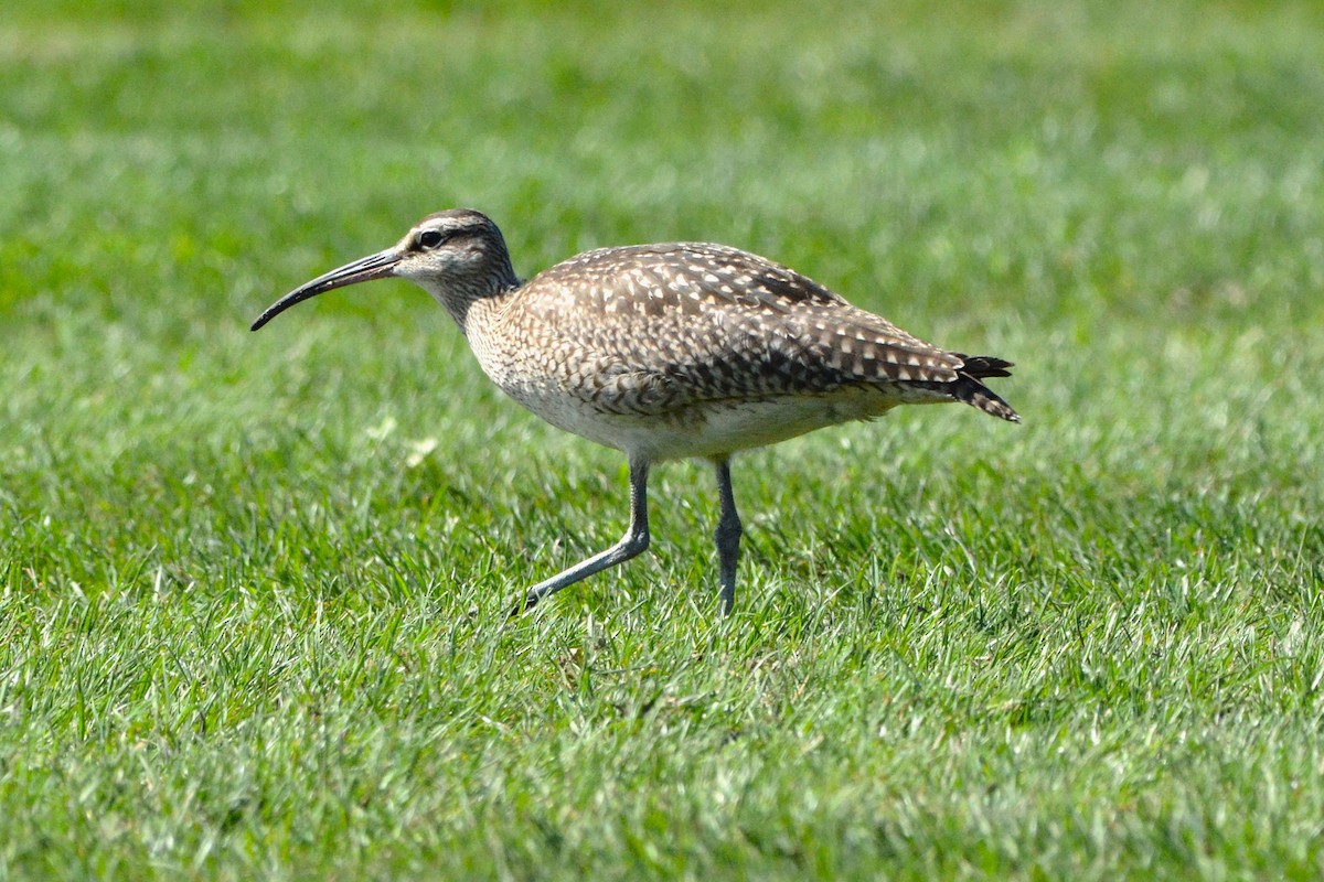 Hudsonian Whimbrel - ML642845109