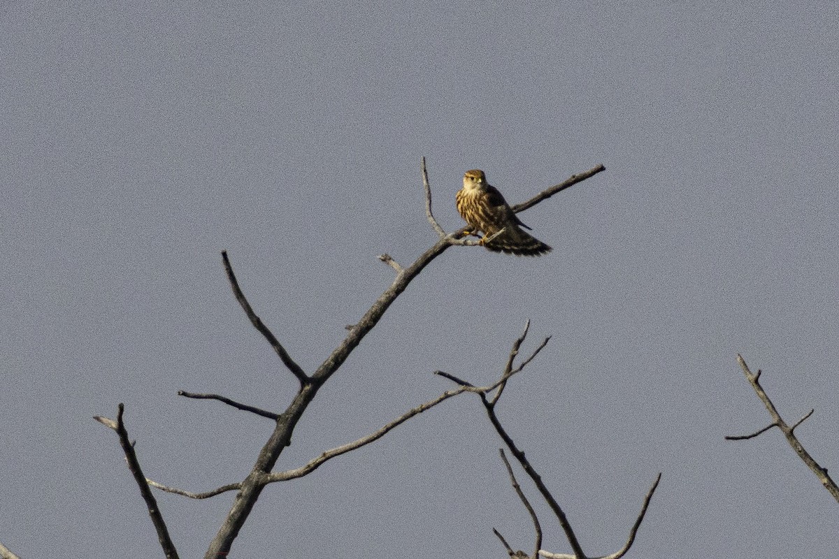 Merlin - ML642845110