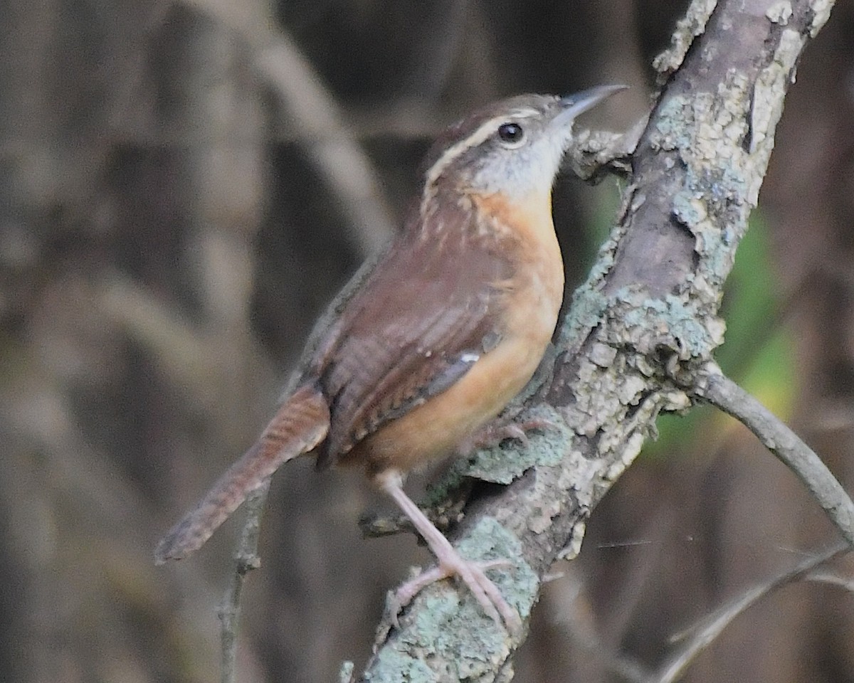 Carolina Wren - ML642845111