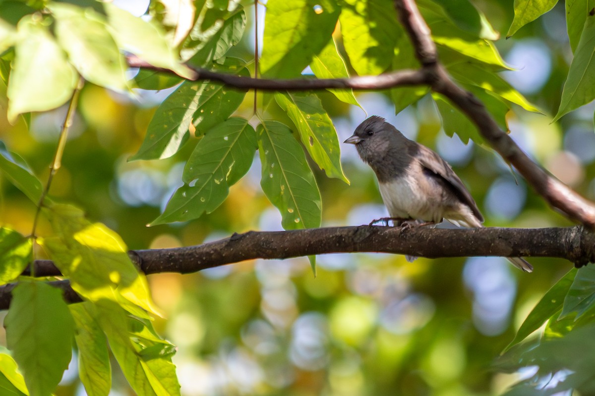 Dark-eyed Junco - ML642845112
