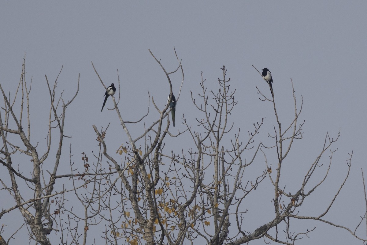 Black-billed Magpie - ML642845113
