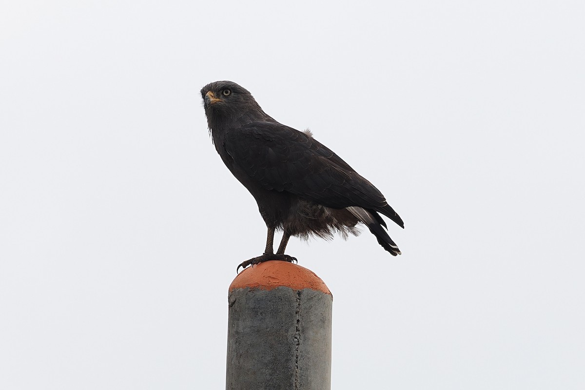 Western Banded Snake-Eagle - ML642845115