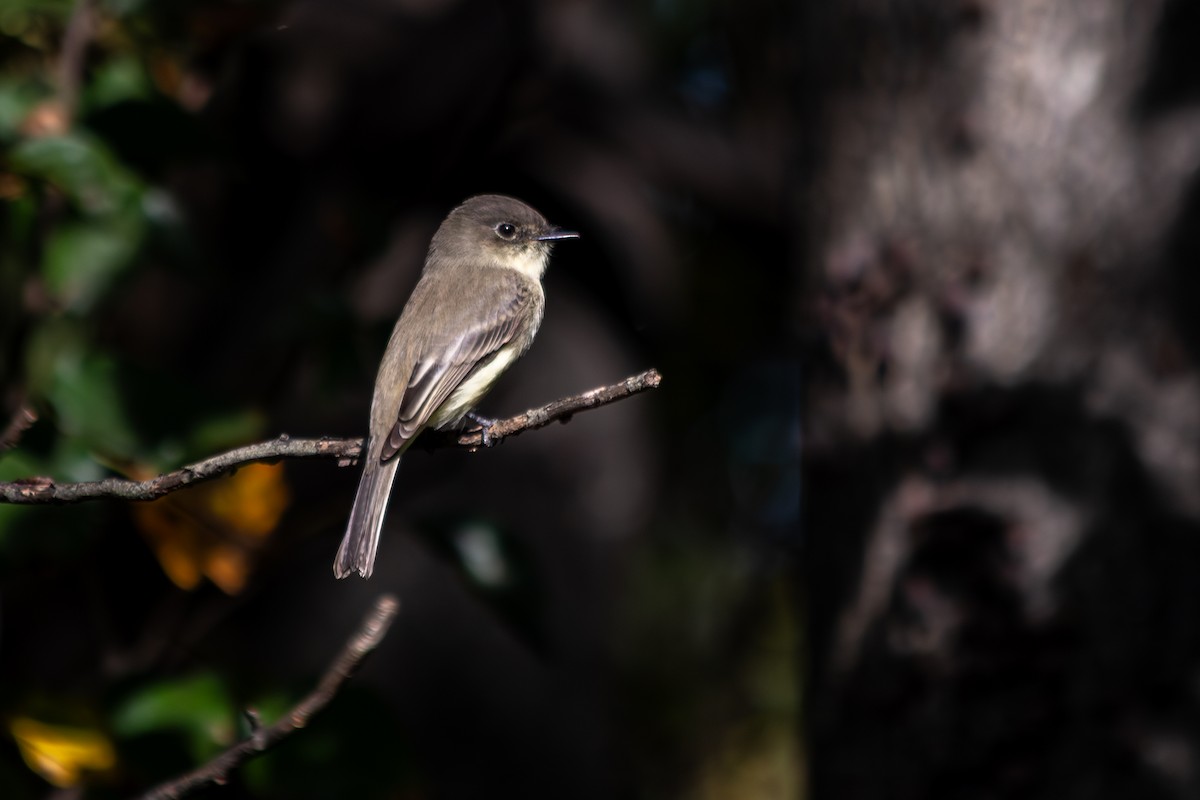 Eastern Phoebe - ML642845116