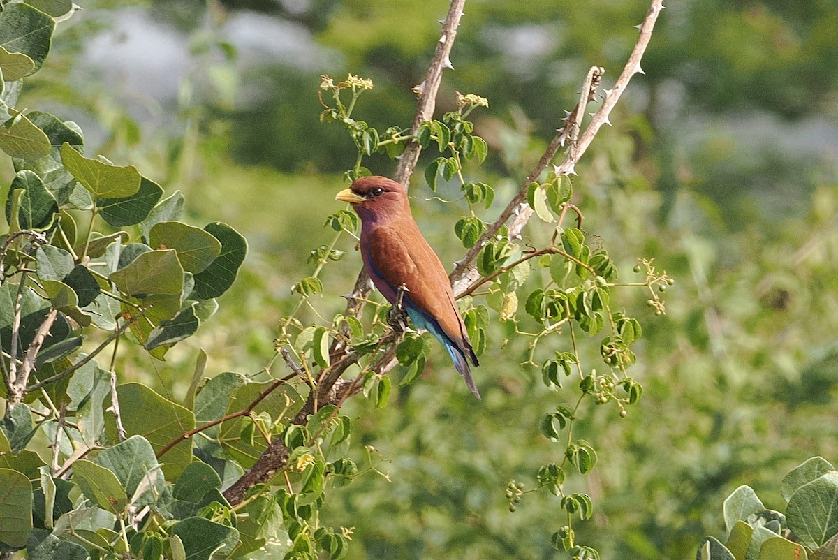 Broad-billed Roller - ML642845120