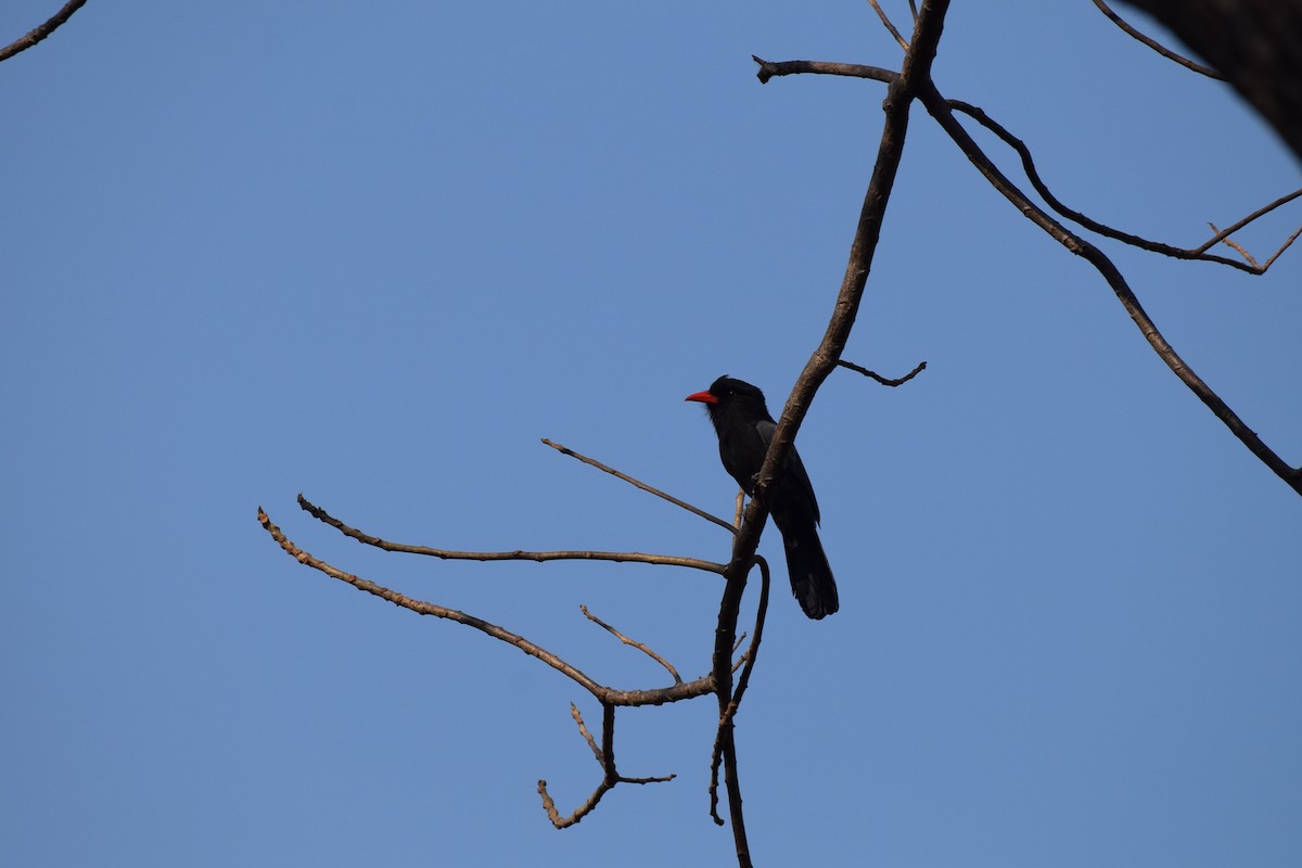 Black-fronted Nunbird - ML642845121