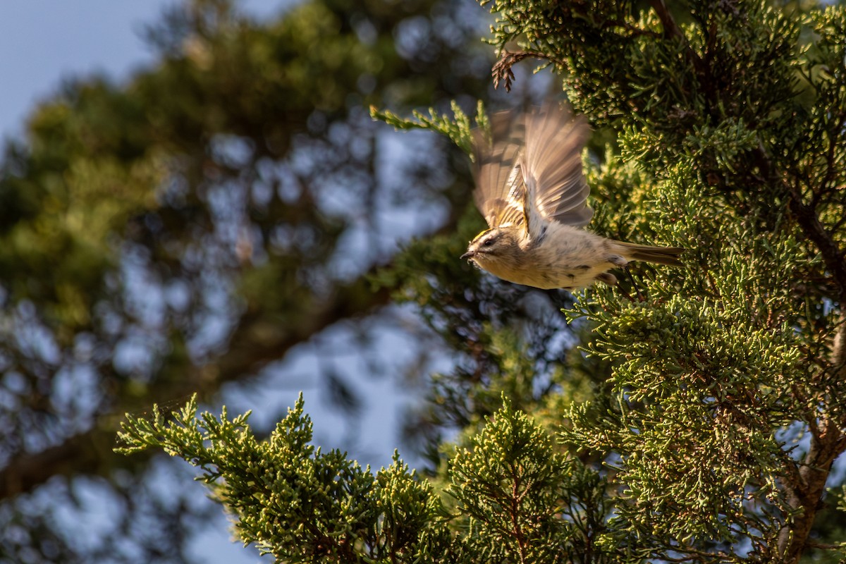 Golden-crowned Kinglet - ML642845122