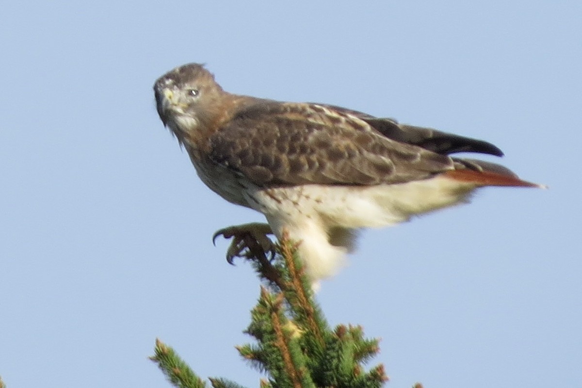 Zapelatz buztangorria - ML642845126